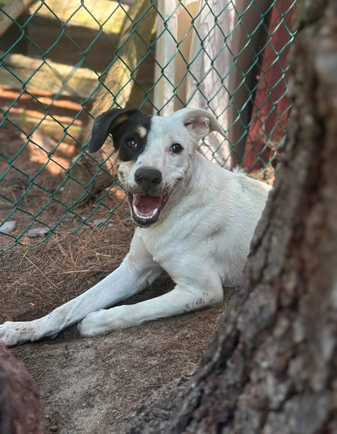 Zeus - Mixed breed available for adoption in Calgary