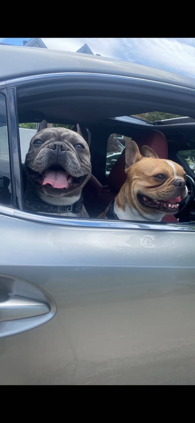 Animatch Adoption de bouledogues français au Québec | LocalPetFinder