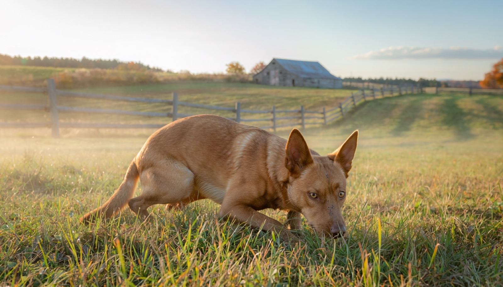 A Australian Kelpie at home in Canada, waiting for a responsible rehoming match