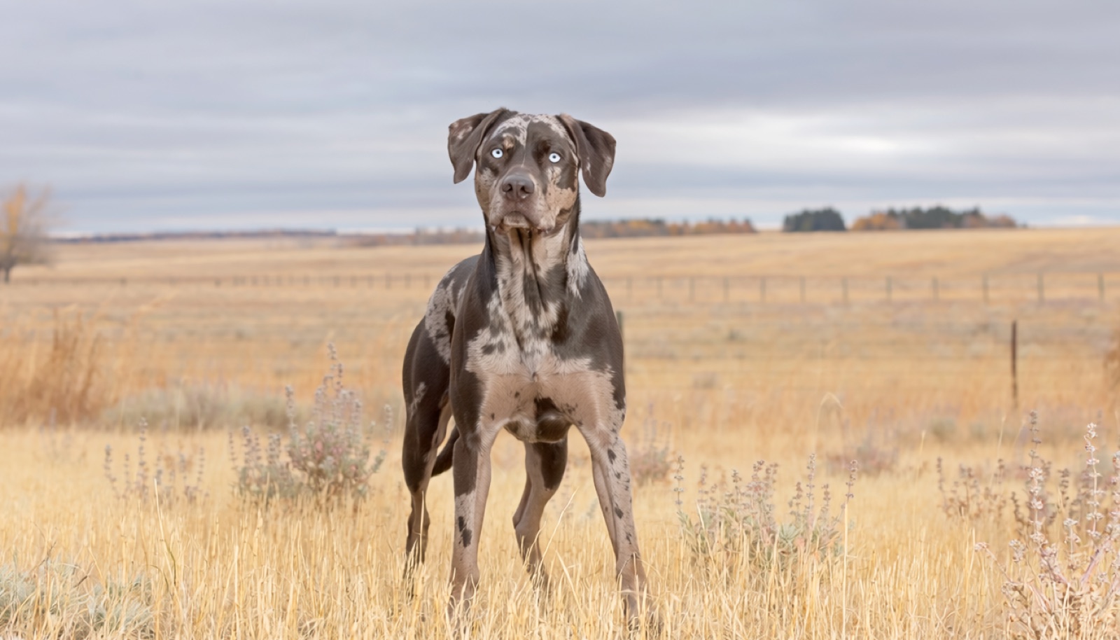 A Catahoula Leopard Dog at home in Canada, waiting for a responsible rehoming match