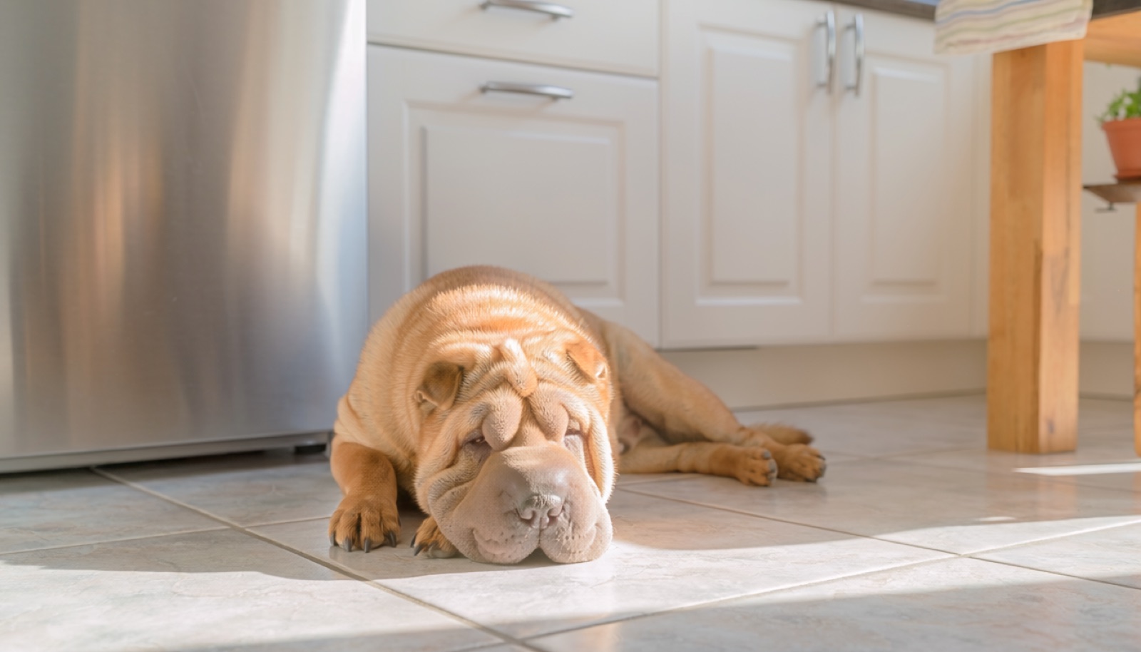 A Chinese Shar-Pei at home in Canada, waiting for a responsible rehoming match