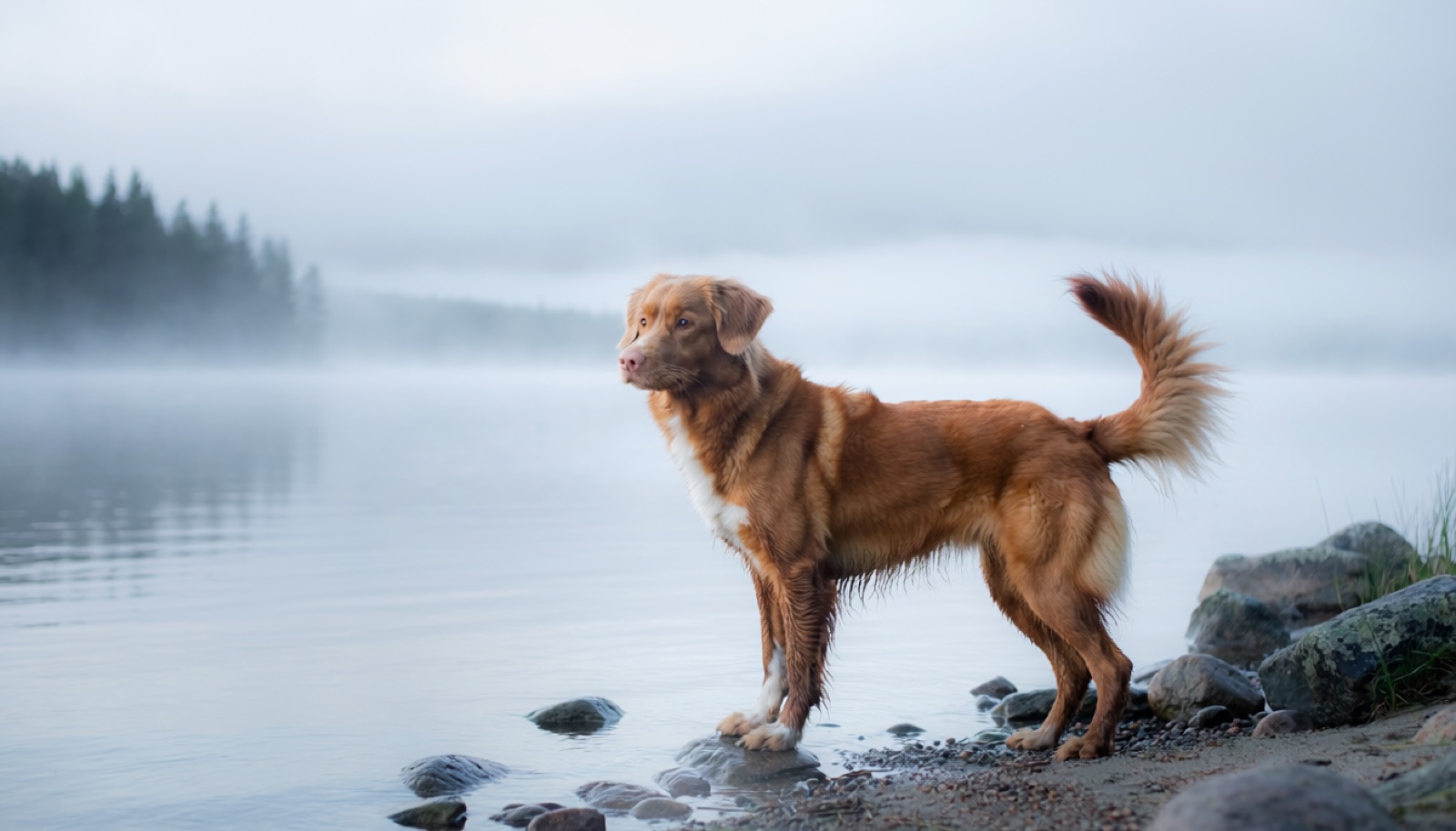 A Nova Scotia Duck Tolling Retriever at home in Canada, waiting for a responsible rehoming match